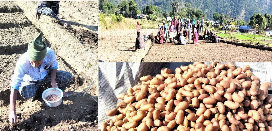 A glimpse after the distribution of potato PBS tuber Seed from PCUs